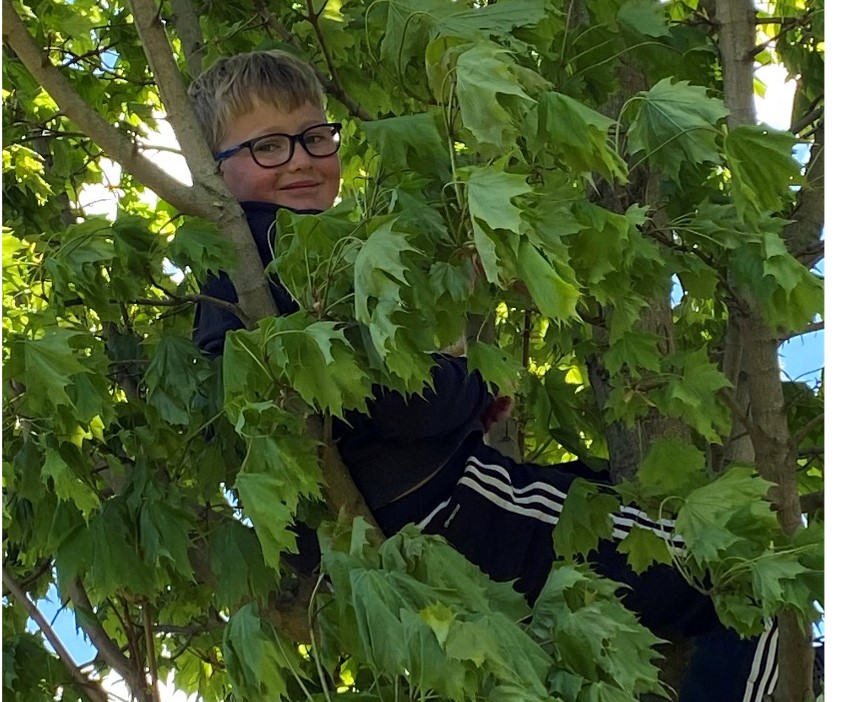 Dreng i et træ - et stemningsbillede fra SFO'en i Frørup